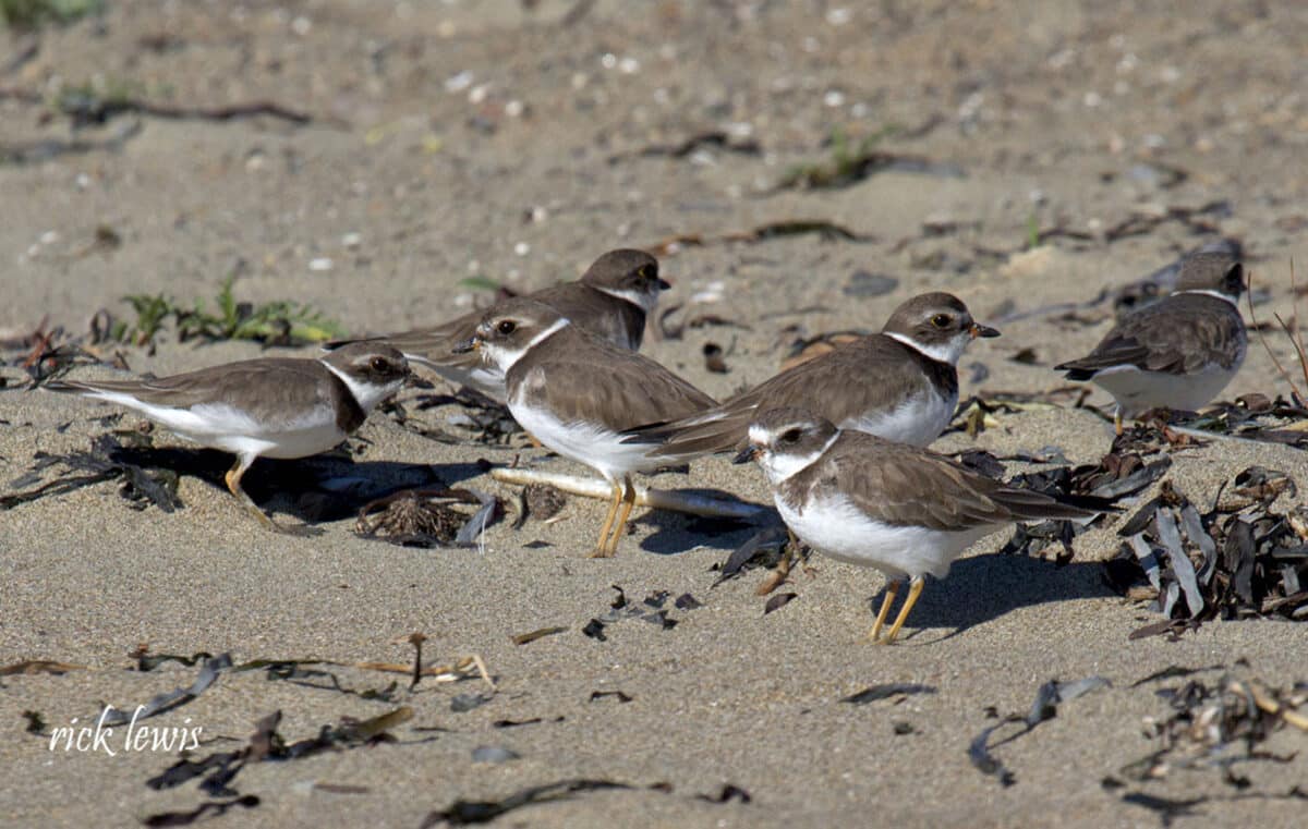 Alameda Post -a group of small brown and white birds
