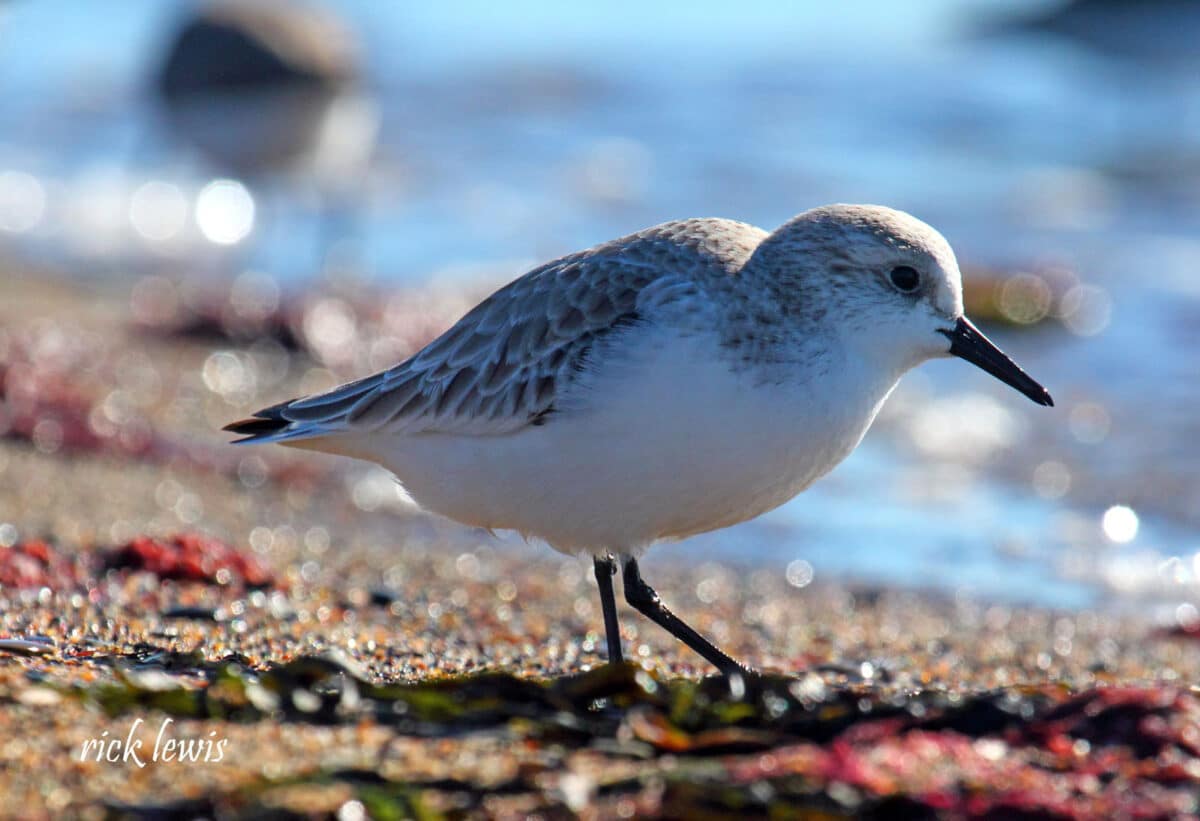 Alameda Post - a small white and grey birds stands on the beach
