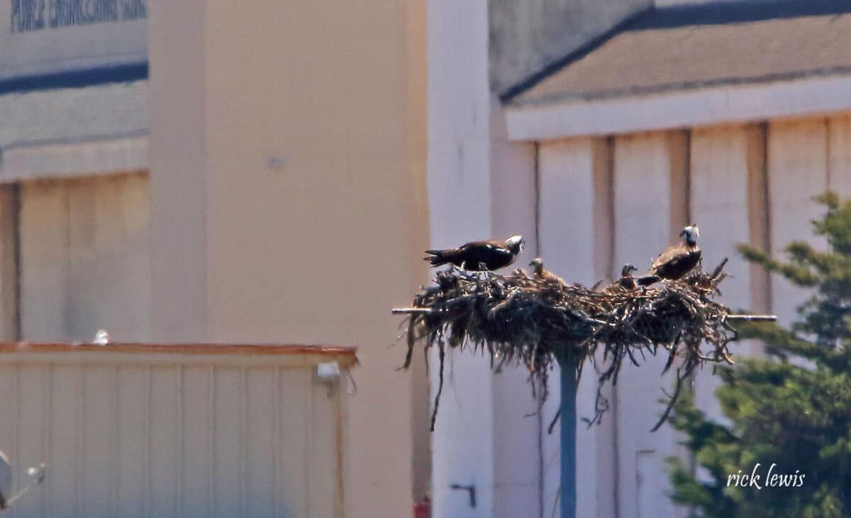 Alameda Post - A large nest with adult and juvenile birds sits on a manmade structure. 