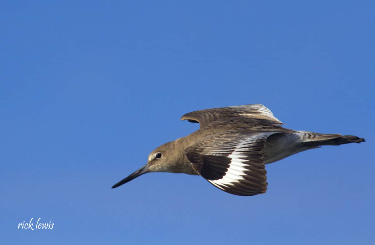 Alameda Post - a flying willet 