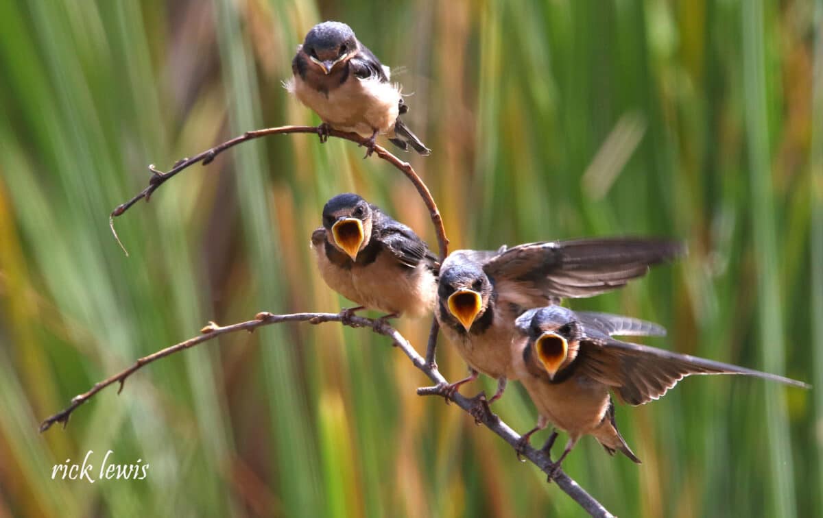 Alameda Post - three juvenile barn swallows with open mouths stand on a branch below an adult