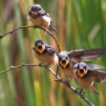 Alameda Post - three juvenile barn swallows with open mouths stand on a branch below an adult