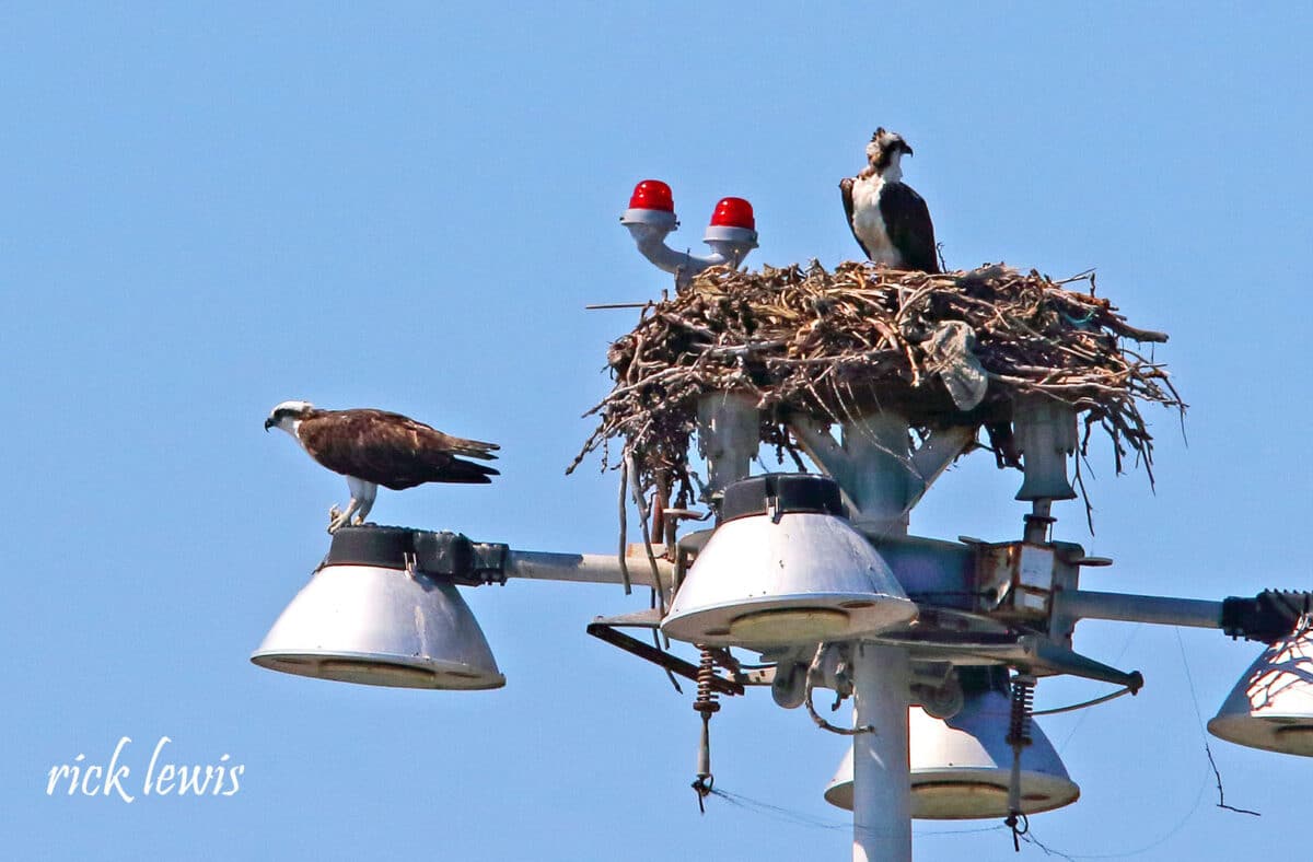 Alameda Post - A large osprey nest on the top of a large light pole. Two ospreys sit around the nest.