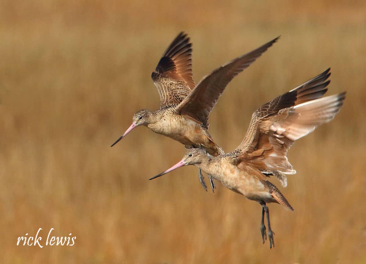 Alameda Post - Two sandpipers with long bills fly above the land.