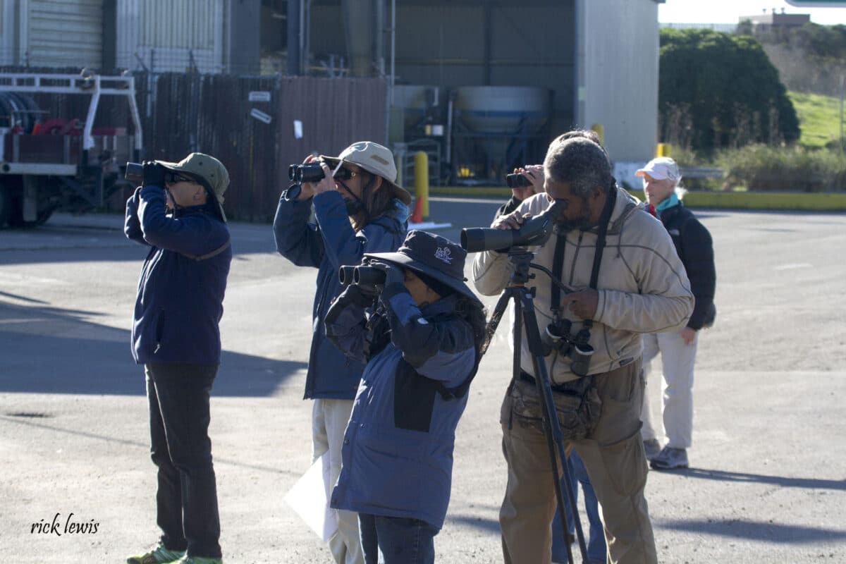 Alameda Post - Birders stand and look through cameras or binoculars. 