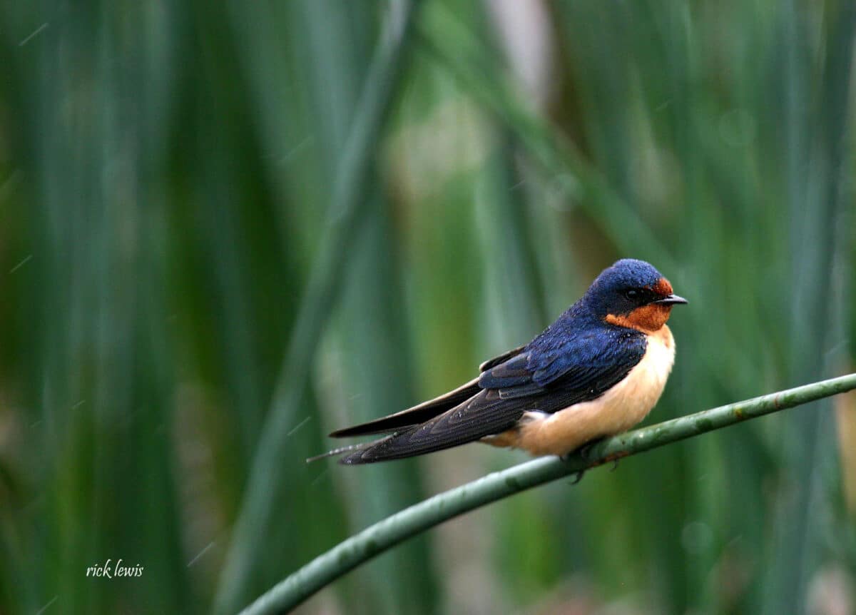 Alameda Post - a bird sits on a plant. It had a cream colored belly and dark back