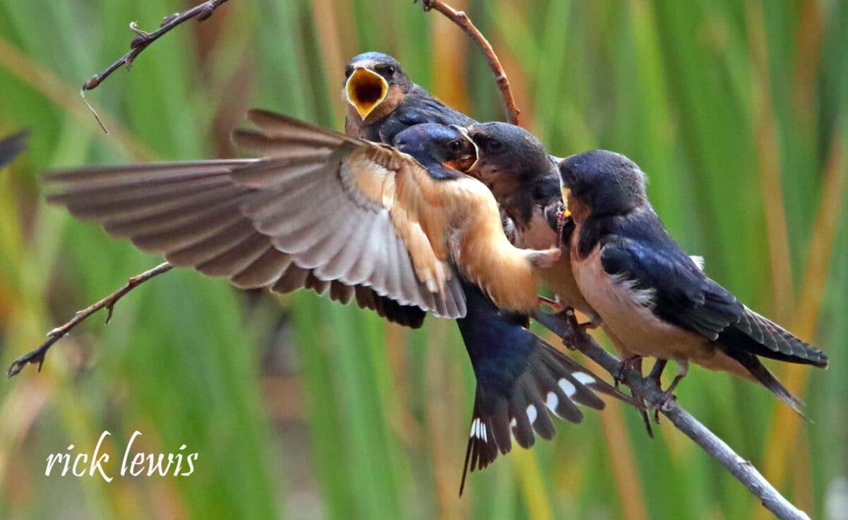 Alameda Post - three young birds and one adult stand of a stick. The adult feeds on of the juveniles 