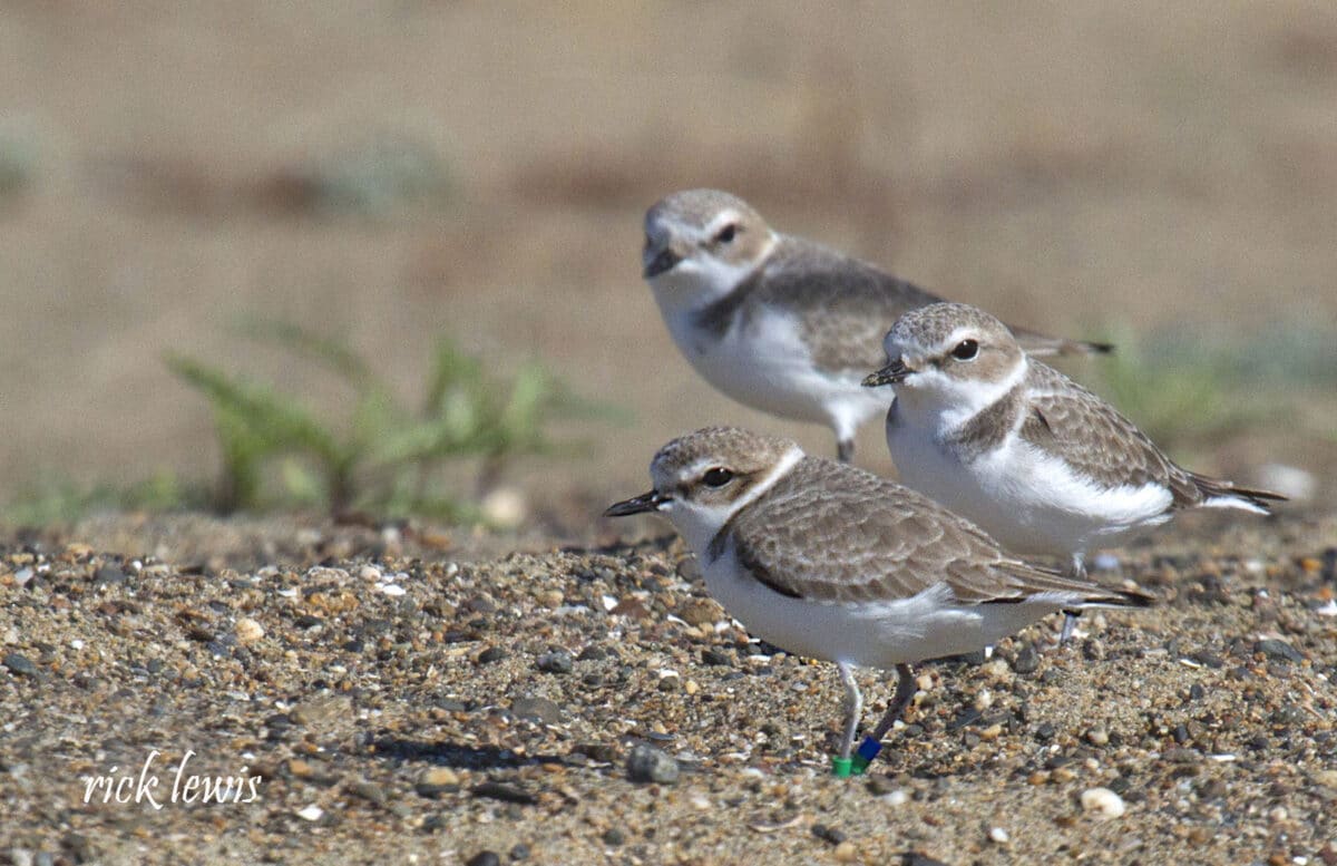 Alameda Post - three western snowy plovers stand on the beach