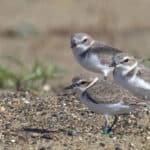 Alameda Post - three western snowy plovers stand on the beach