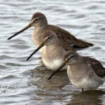 Alameda Post - three long-billed dowitchers wade in the water