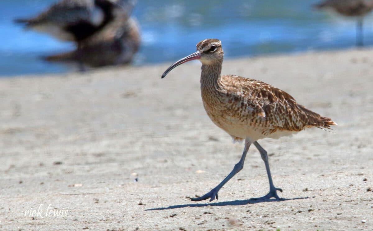 Alameda Post - A brown shorebird walks across the beach.