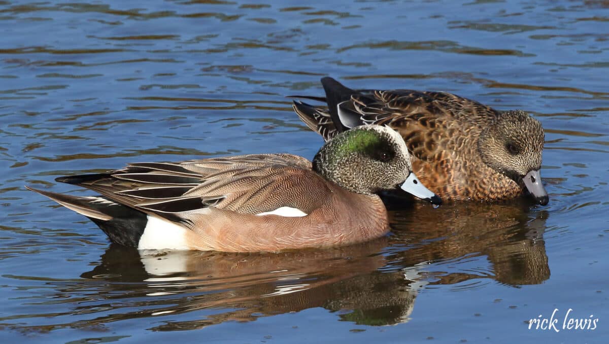 Alameda Post - A male and female Wigeon float on the water.