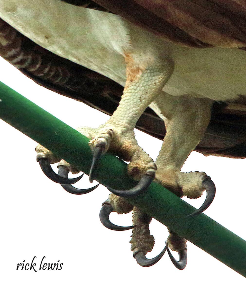 Alameda Post - A bird grasps a metal bar with feet that have four large curved talons each.