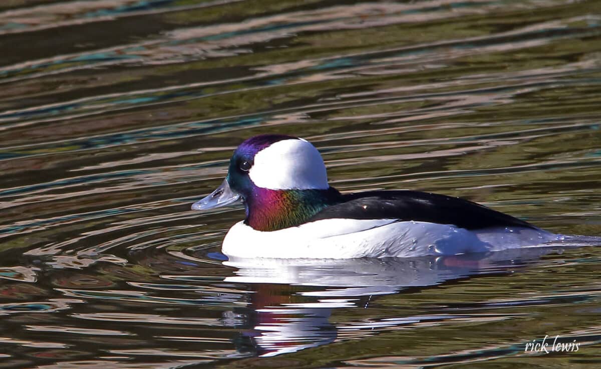Alameda Post - A Male bufflehead on the water.