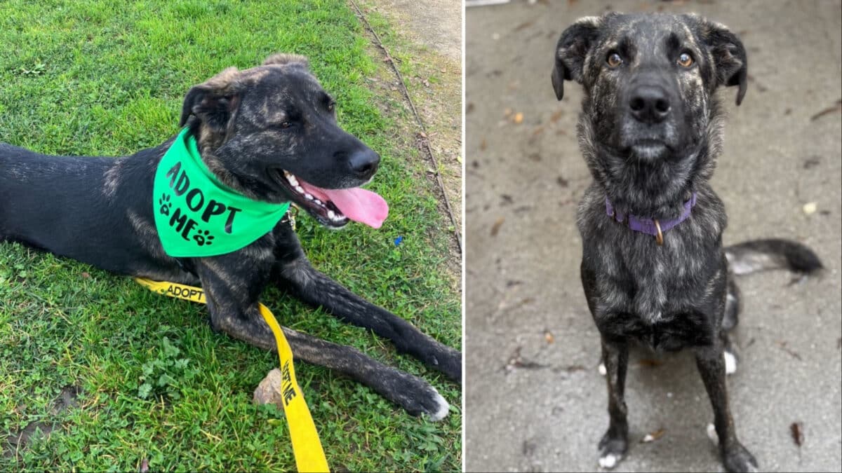 Alameda Post - Callie the brindle shepherd mix, wearing a bright green bandana that says "Adopt Me," and another image of her sitting pretty and looking into the camera. 