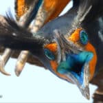 Alameda Post - a close up photo looking into a bird's blue mouth. It's face is surprisingly orange, and its eyes are very blue