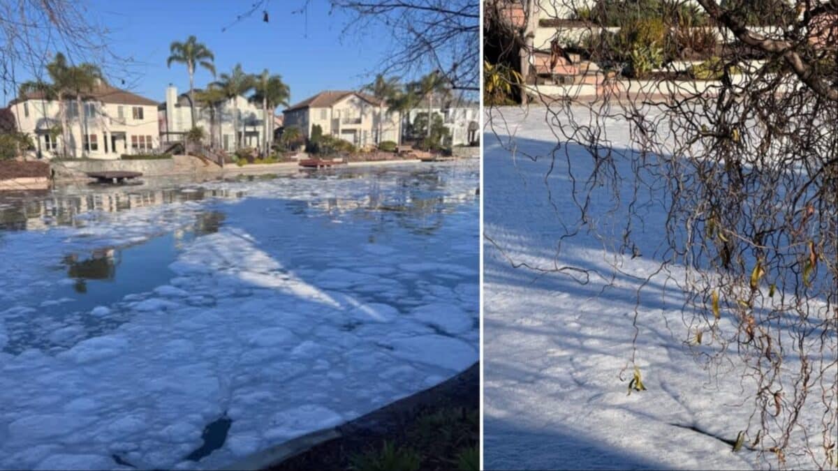 Alameda Post - The lagoon at Bay Farm Island, covered in foam.