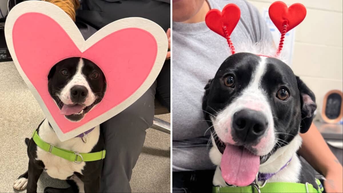Alameda Post - Huggy the black and white pitbull in a Valentine's red heart headband, and another photo of her in a cardboard heart cutout.