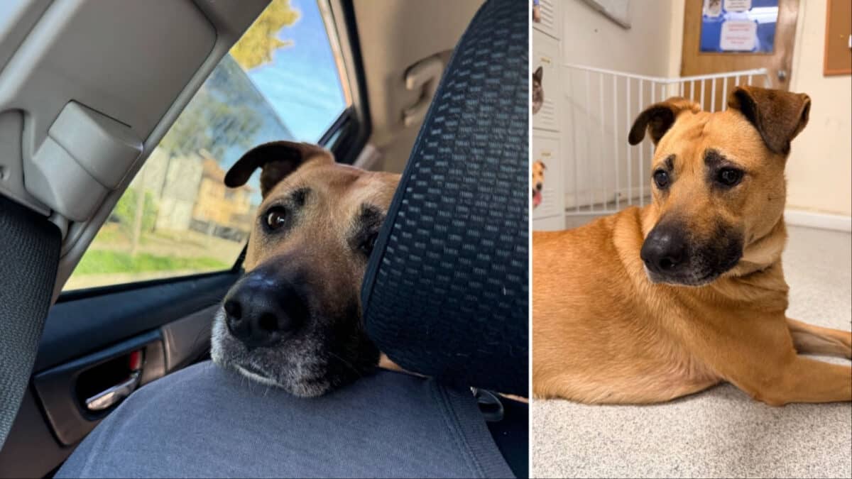 Alameda Post - Lexi the dog looks at the camera from being in the backseat of the car, and a photo of Lexi sitting on floor. 