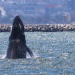 Alameda Post - a humpback whale comes out of the water off the Alameda shore near a rock wall