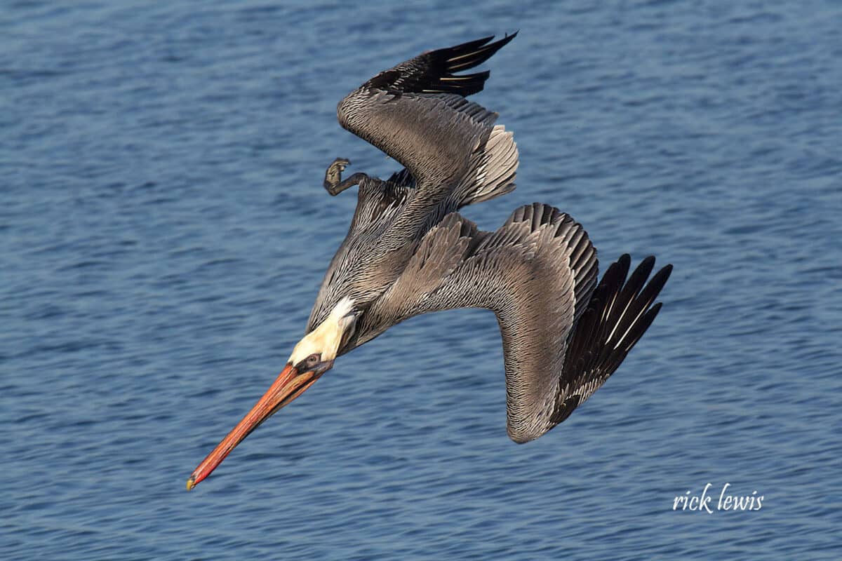 Alameda Post - a large bird dives into the water