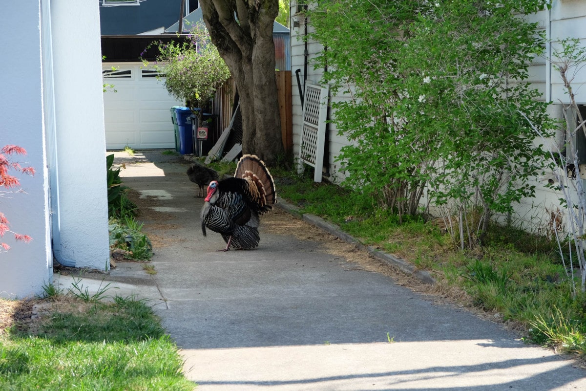 Alameda Post - Turkeys interrupted during courtship