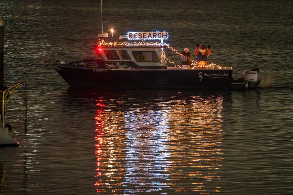Alameda Post - A boat that says "Aquarium of the Bay San Francisco CA" and "Research" decorated with lights. A person in an otter mascot costume waves from the boat.