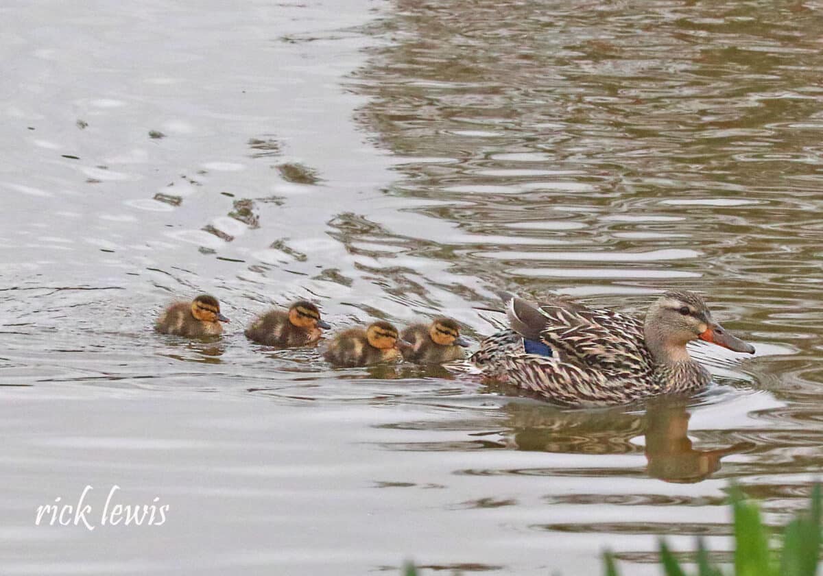 Alameda Post - fuzzy ducklings trail behind their mom in the water