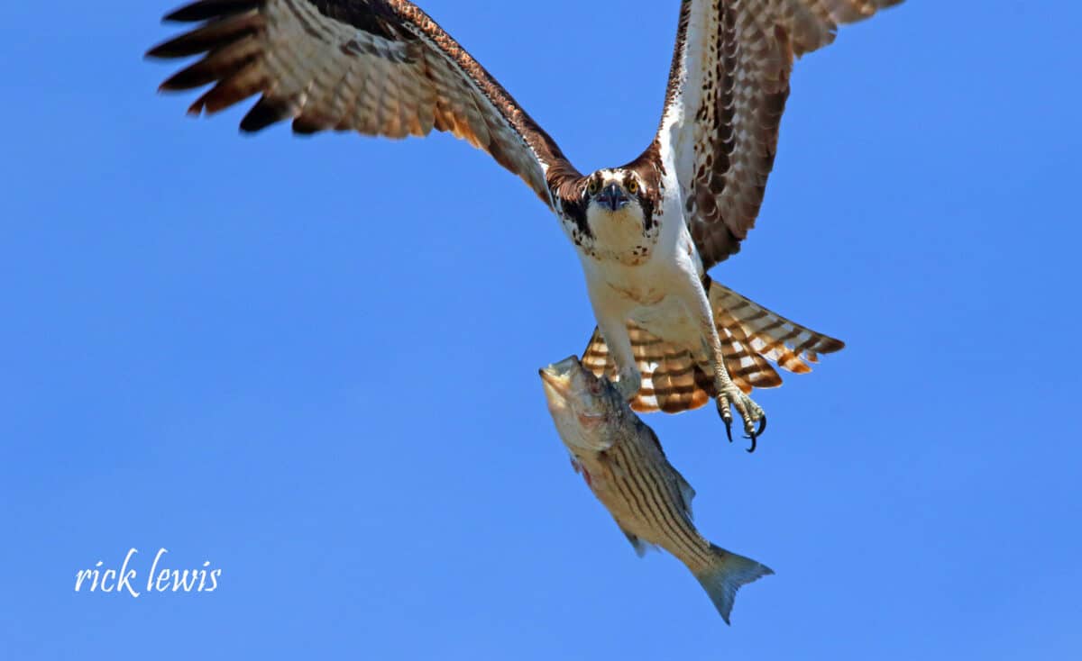 Alameda Post - An osprey carries a large striped bass