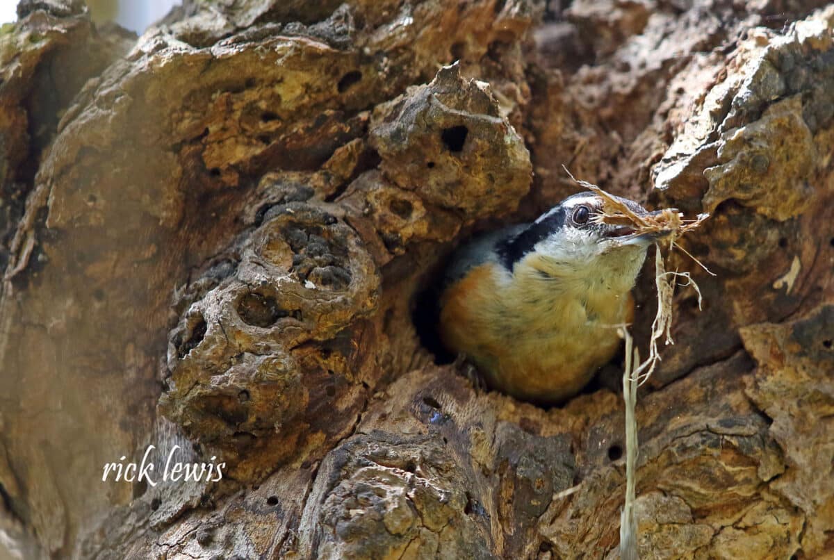 Alameda Post - a bird holds some nesting material in its beak and pokes its head out of a hole in a tree