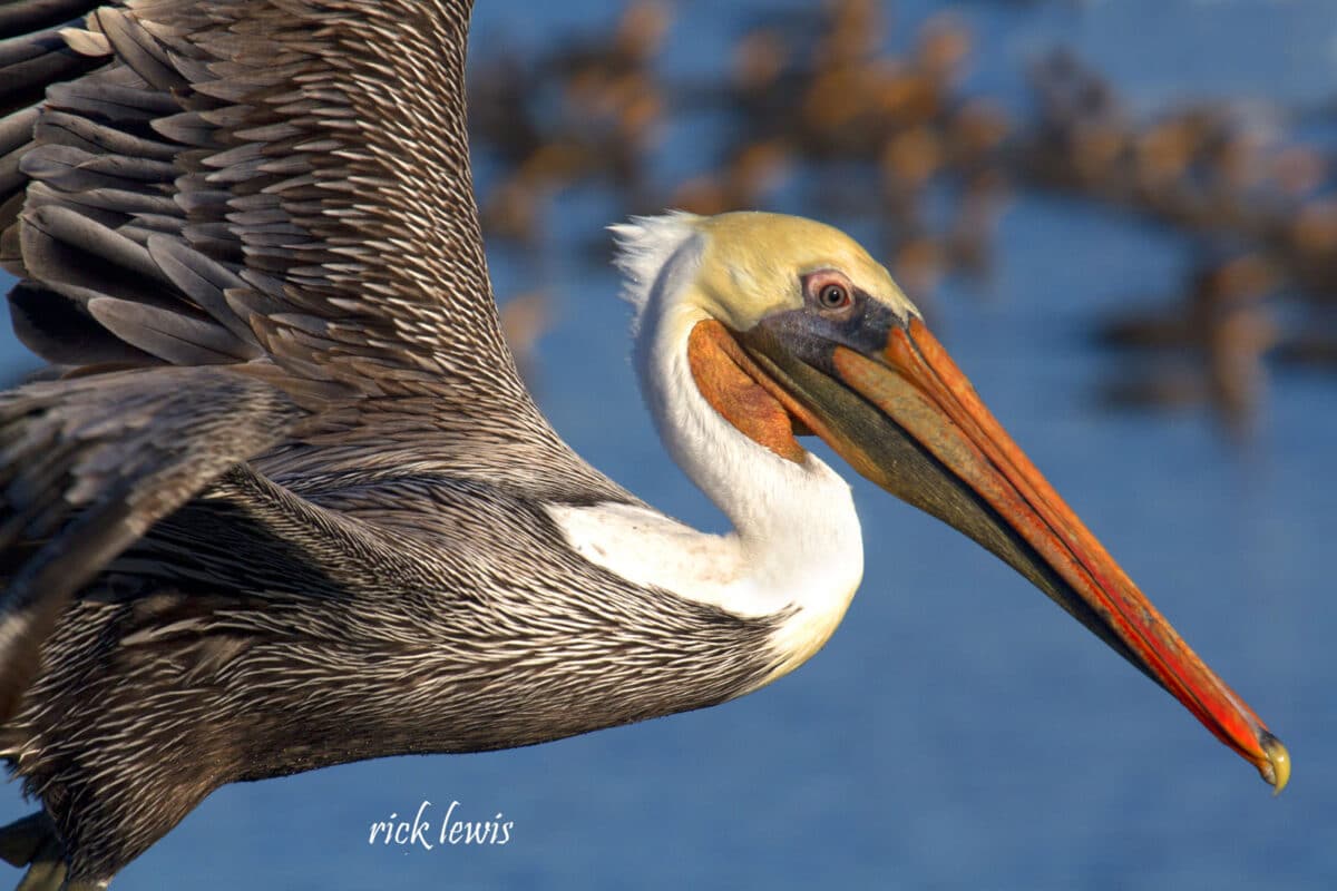Alameda Post - a close up photo of a brown pelican