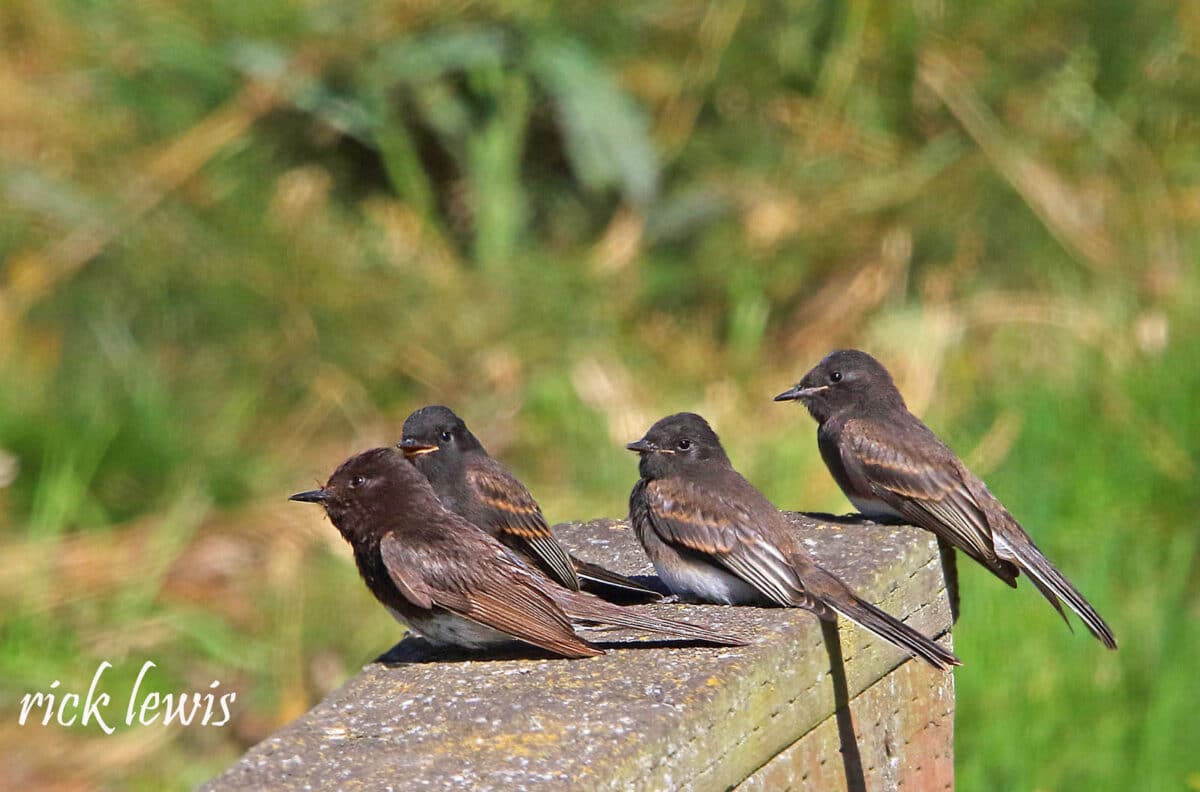 Alameda Post - four black phoebe birds sit on a fence