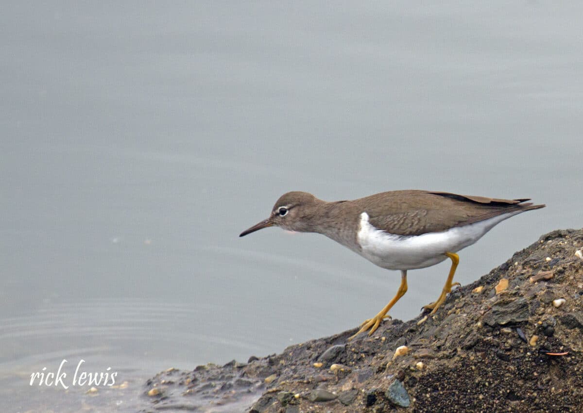 Alameda Post - a grey and white bird looks into the water