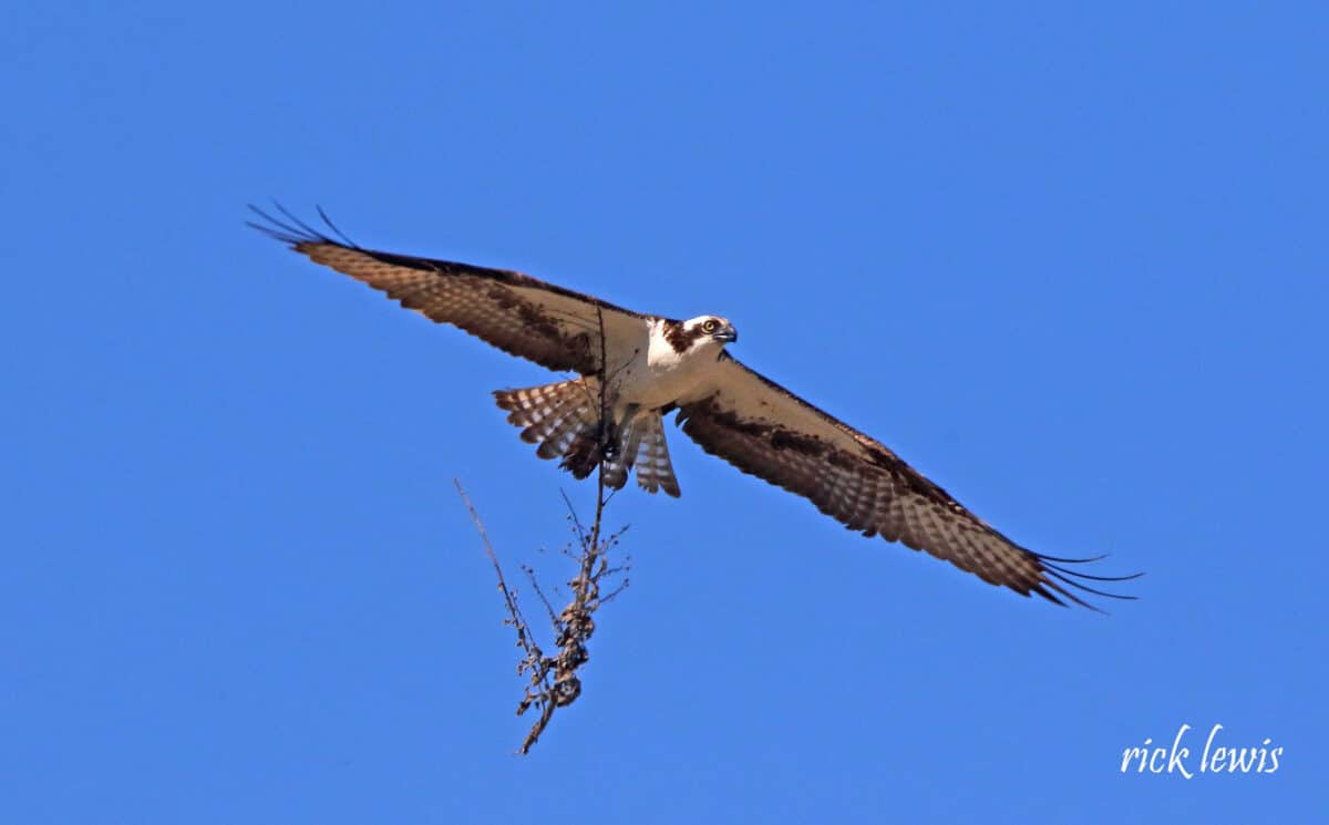 Alameda Post - An osprey carries a large stick.