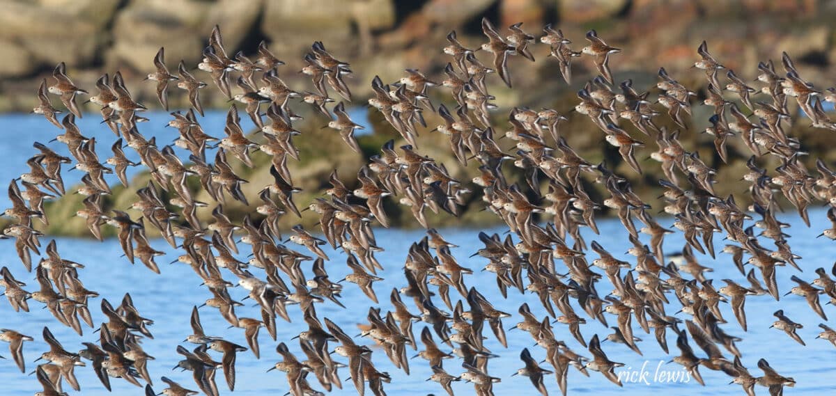 Alameda Post - a large flock of birds above the water