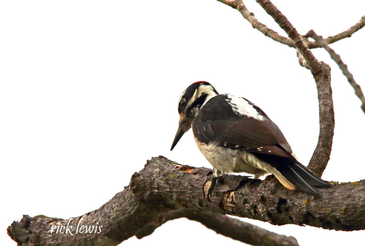 Alameda Post - a large black and white woodpecker sits on a tree branch