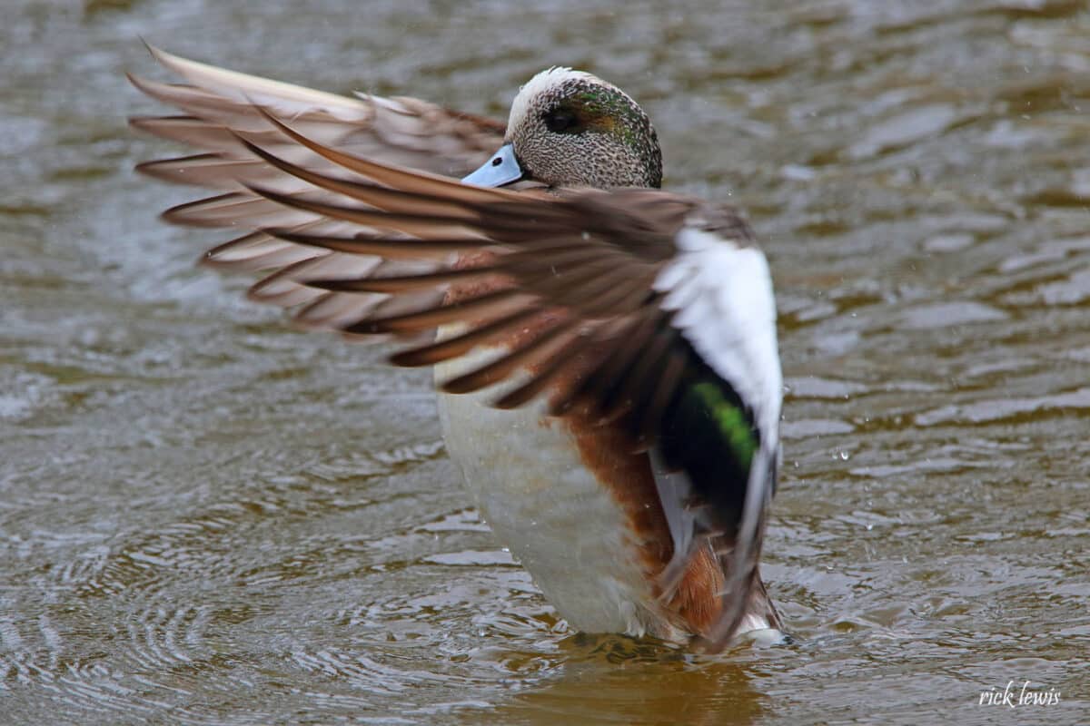 Alameda Post - A duck with green white, and brown feathers flaps its wings.