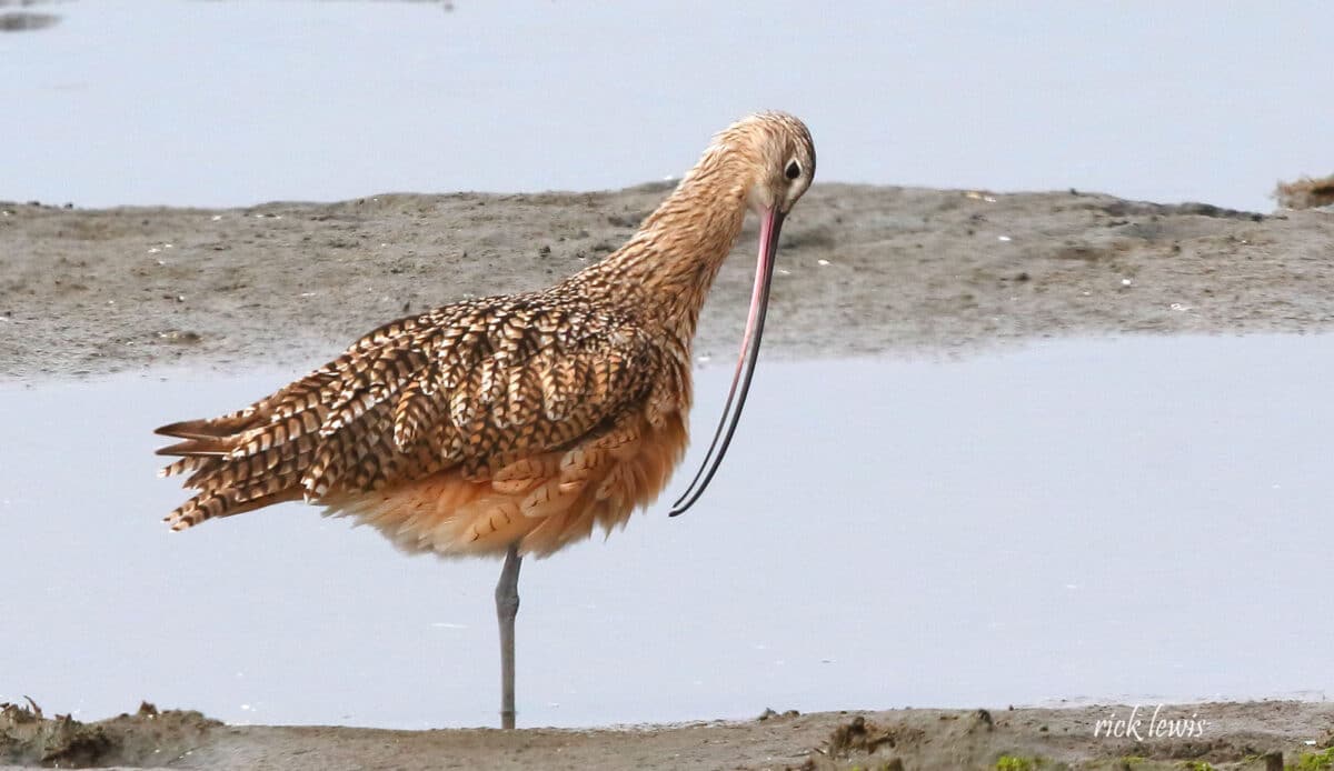 Alameda Post - A long-billed curlew on the shoreline.