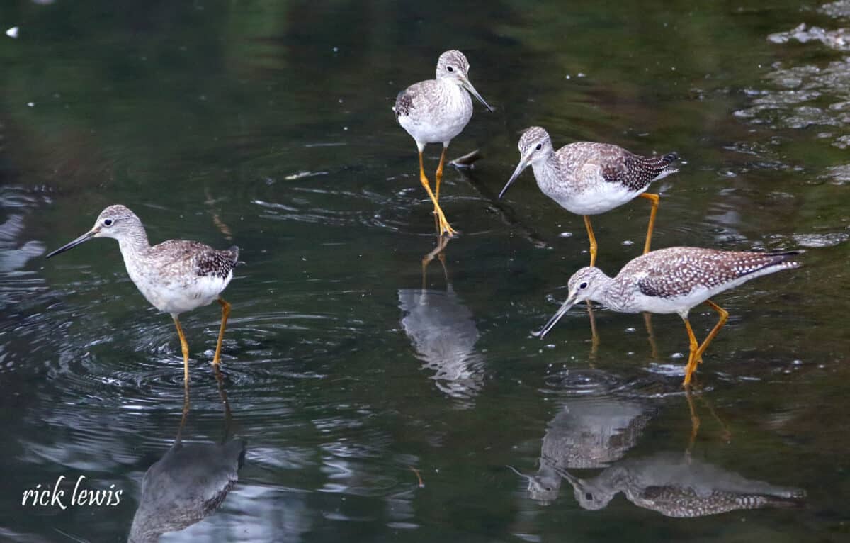 Alameda Post - four sandpipers stand in shallow water