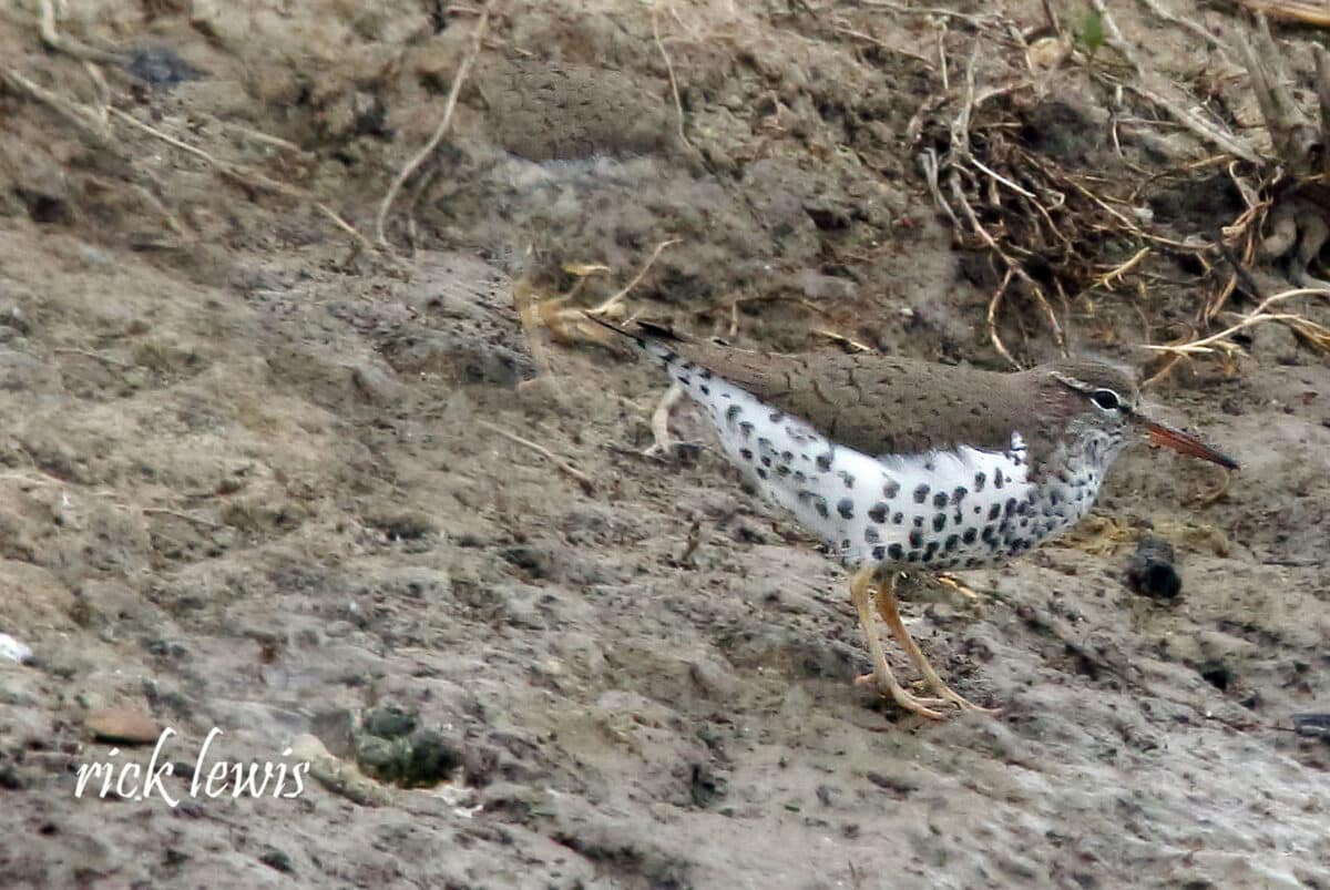 Alameda Post - a sandpiper with distinctive black spots on a white belly