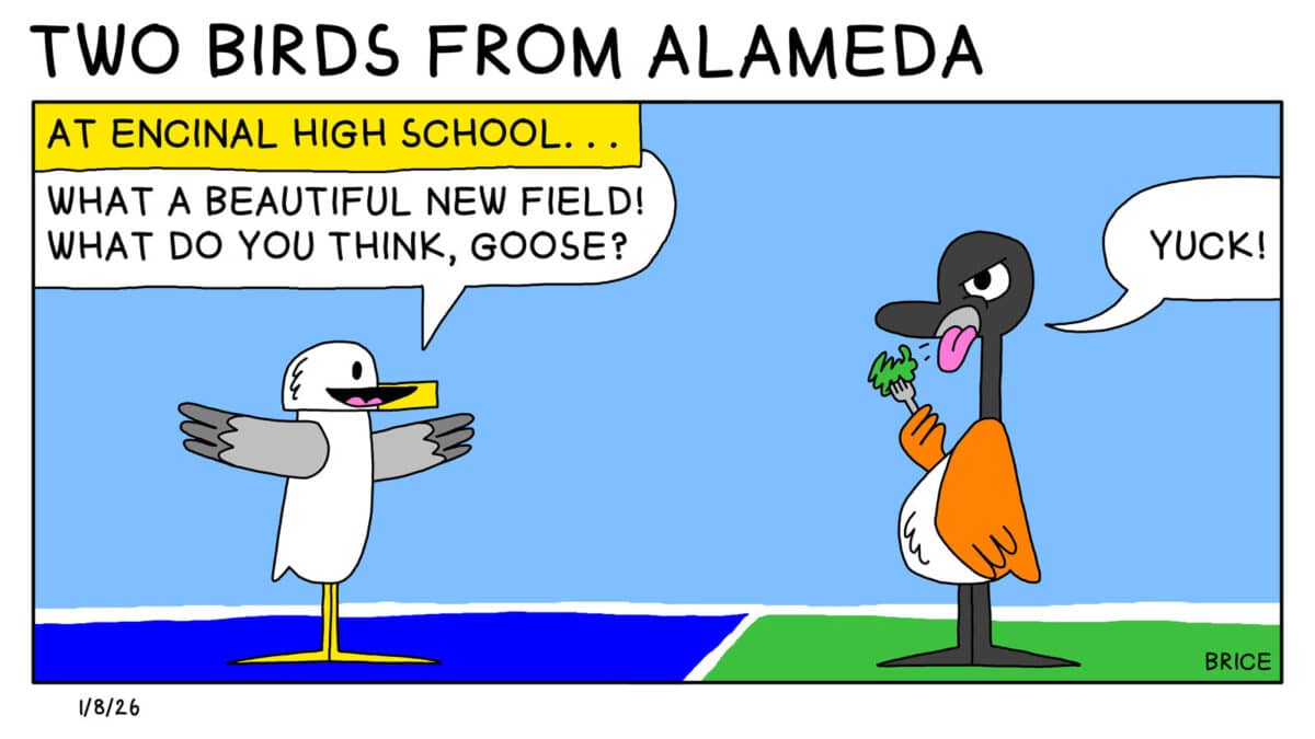 Alameda Post - Two Birds from Alameda for January 8, 2026. Text across the top of the only panel says, "At Encinal High School." Seagull stands on the new field with Goose, spreads their wings, and says, "What a beautiful new field! What do you think, Goose? Goose holds a fork with green material on it, sticks out their tongue, and says "Yuck!"