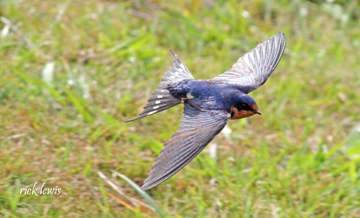 Alameda Post - an adult barn swallow in flight