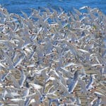 Alameda Post - a flock of elegant terns flying