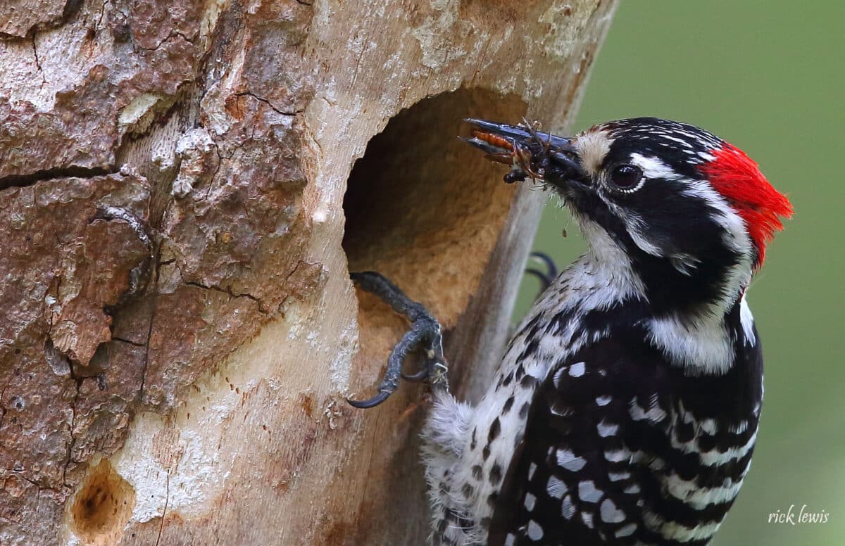 Alameda Post - a Nuttal woodpecker with a bright red tuft on its head brings bugs to a hole in a tree