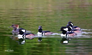 Alameda Post - a group of hooded mergansers on the water.
