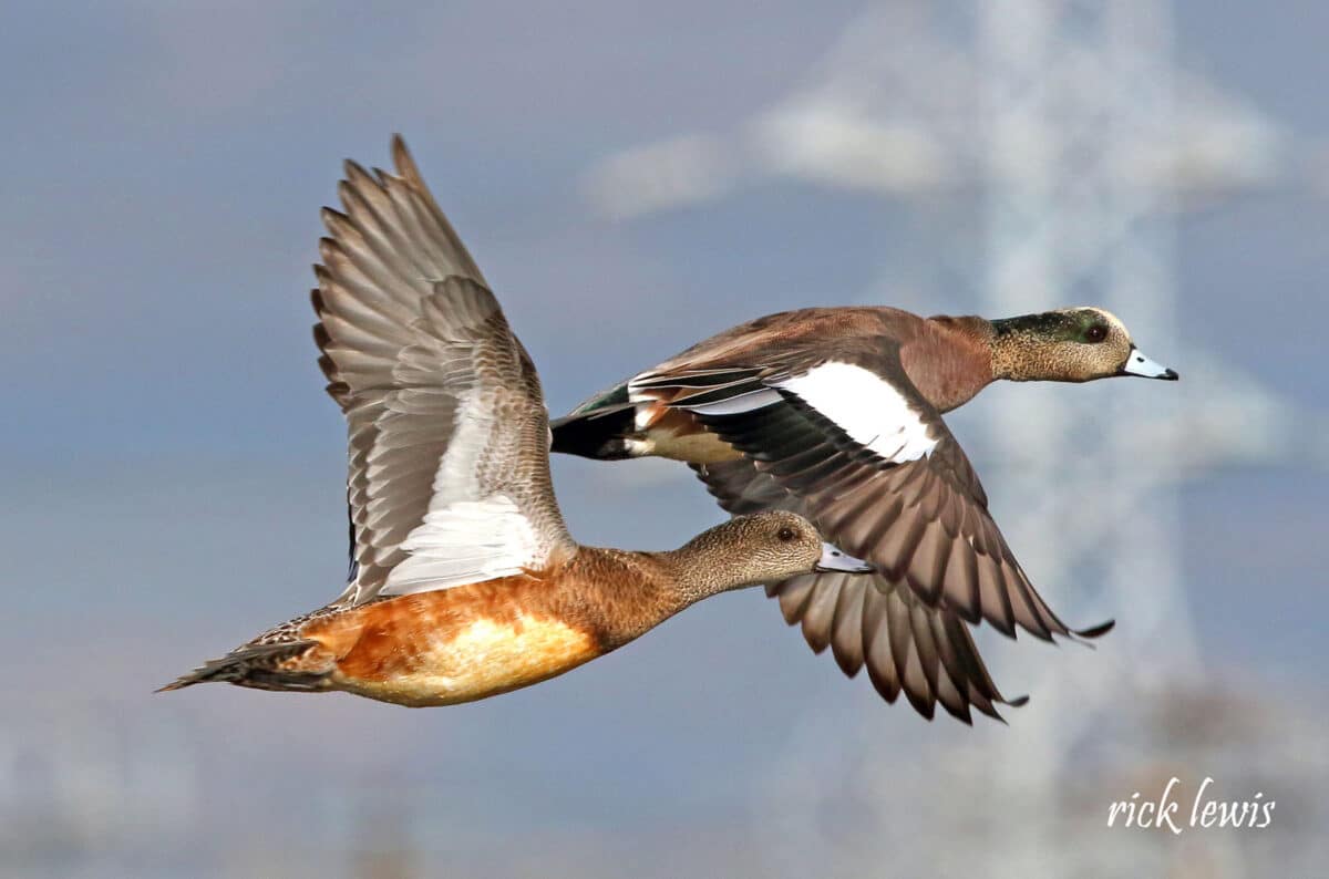 Alameda Post - A male and female Wigeon on the wing.