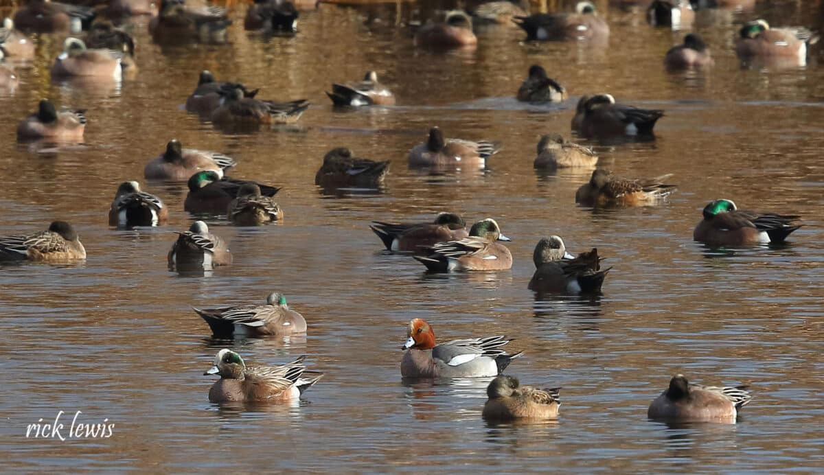Alameda Post - a large group of ducks float on the water.