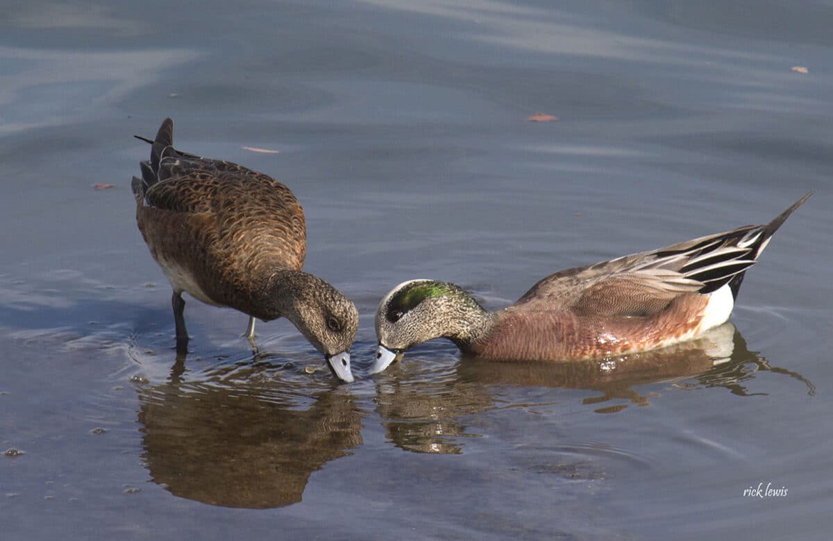 Alameda Post - A male and female duck feed in the water.