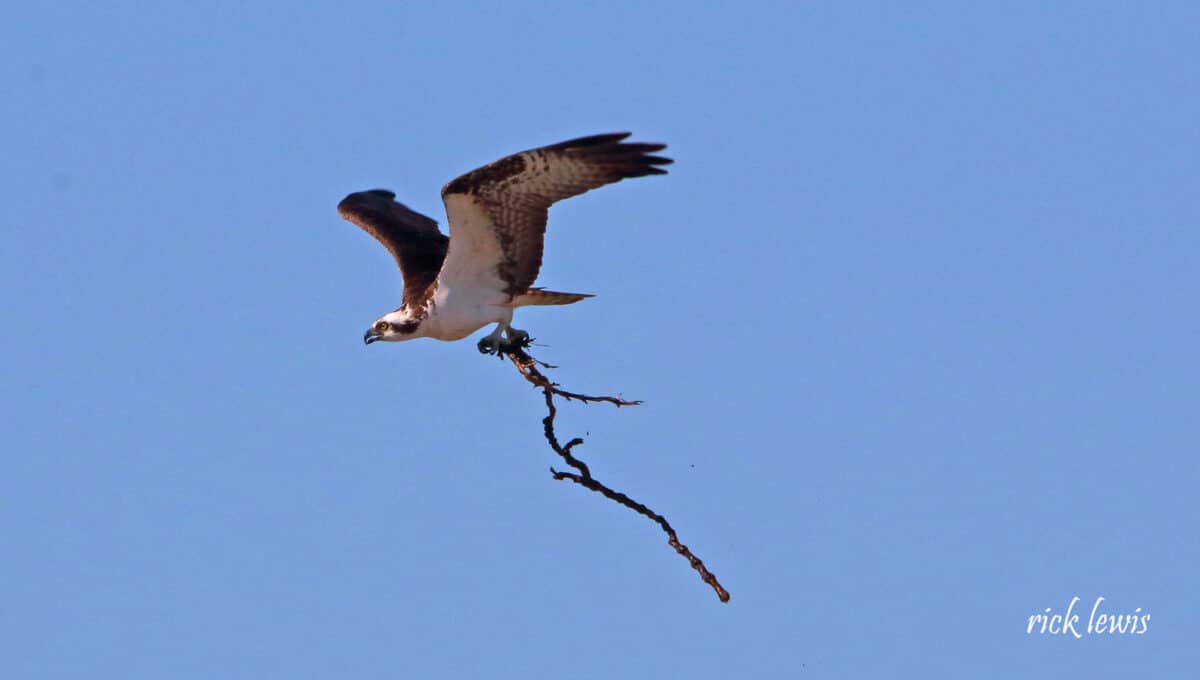 Alameda Post - An osprey carries a large stick.