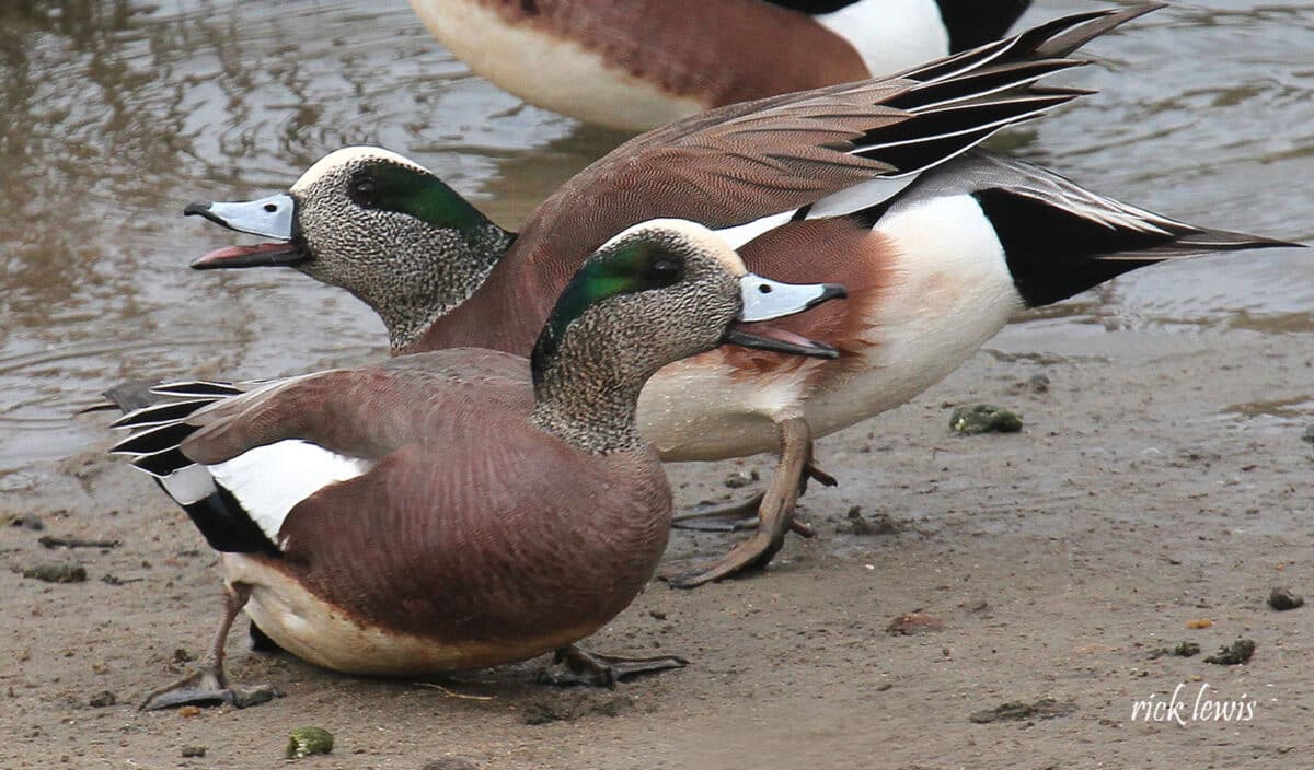 Alameda Post - Male Wigeons quack on the shoreline. 